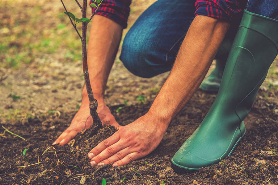 tree planting dexion